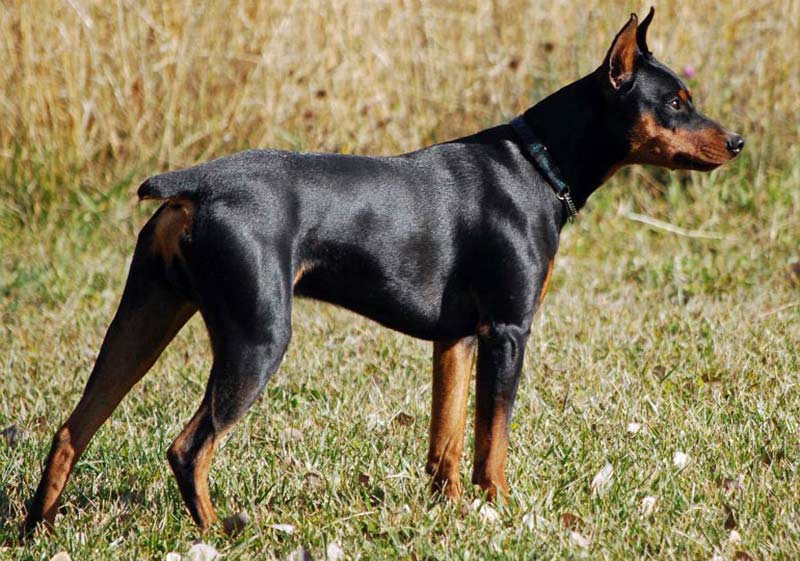 A German Pinscher in a farm